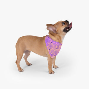 
            
                Load image into Gallery viewer, Wicked Web Pet Bandana
            
        